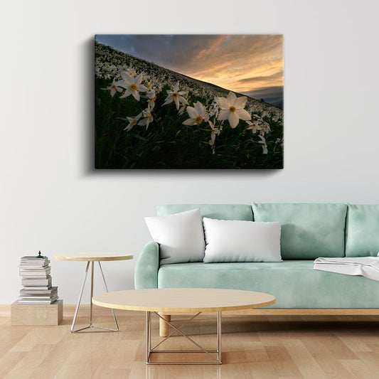 Nergis Vadisi - Gün Batımında Beyaz Çiçek Tarlası Kanvas Tablo
