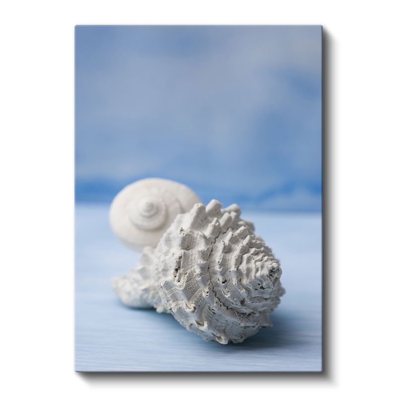Deniz Kabukları - Okyanus Hazineleri Kanvas Tablo