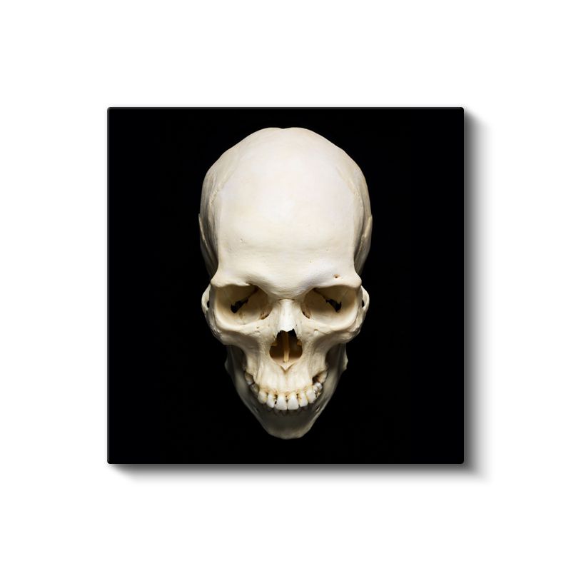 Kafatası - Siyah Zeminde Anatomik Detay Kanvas Tablo
