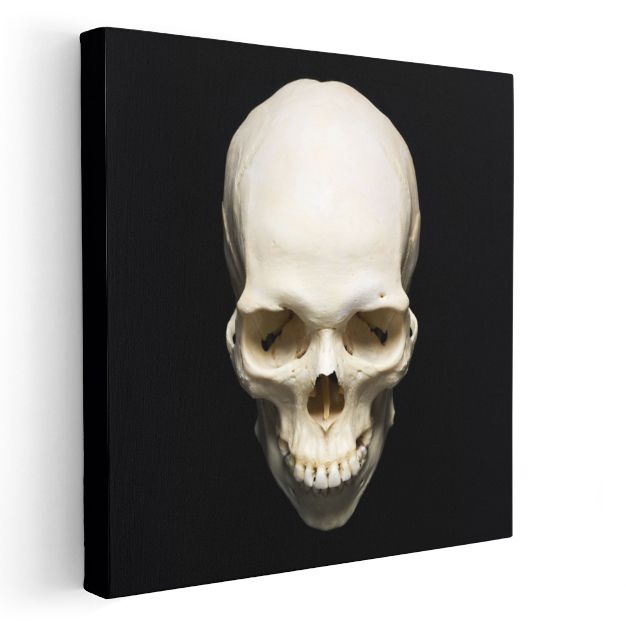 Kafatası - Siyah Zeminde Anatomik Detay Kanvas Tablo
