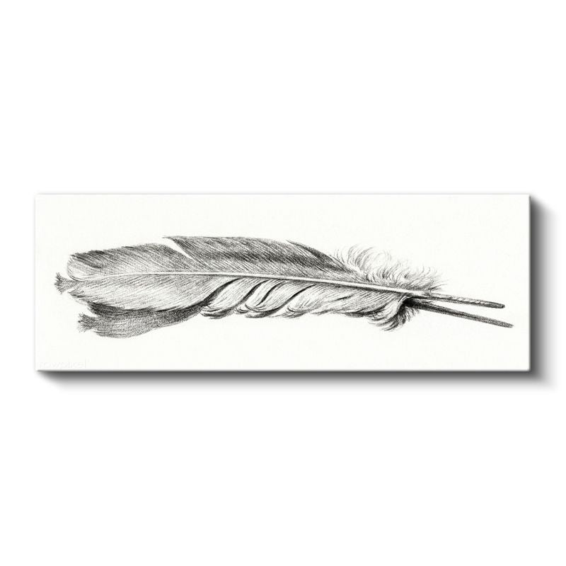 Kuş Tüyü Çizimi - Zarif Karakalem Sanatı Kanvas Tablo