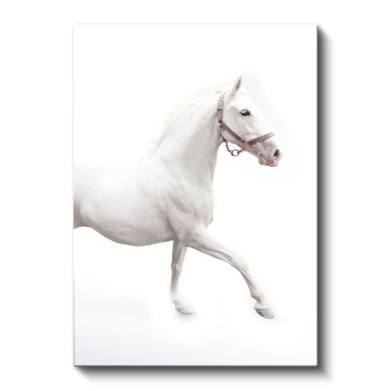 Saf Beyaz At - Zarafet ve Hareket Kanvas Tablo