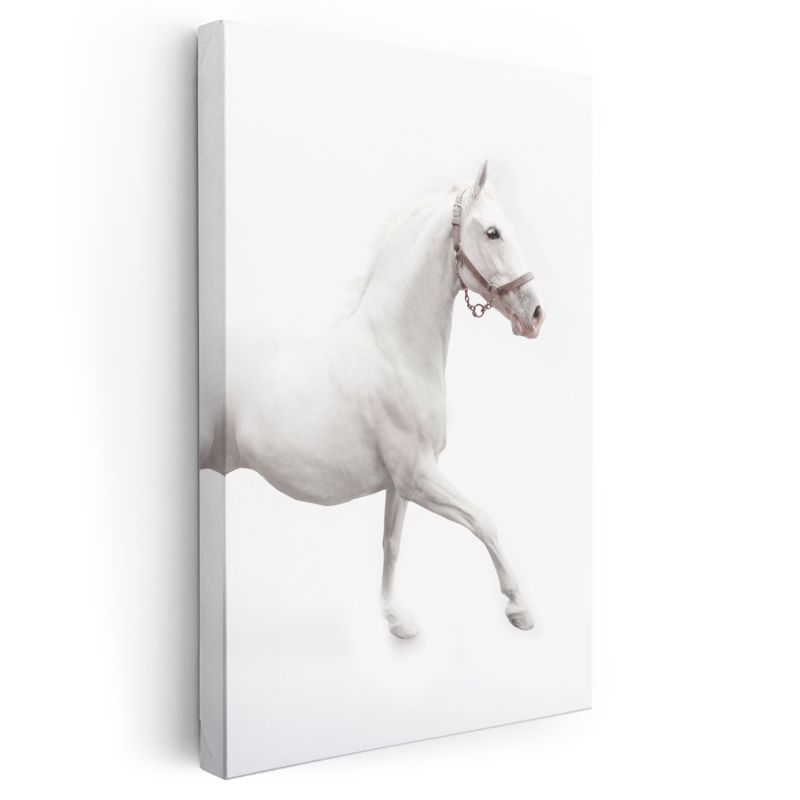 Saf Beyaz At - Zarafet ve Hareket Kanvas Tablo