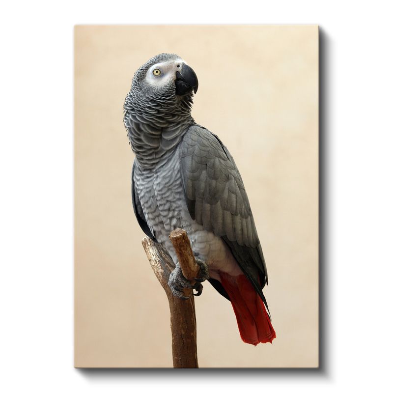 Afrika Papağanı - Kırmızı Kuyruklu Asalet Kanvas Tablo