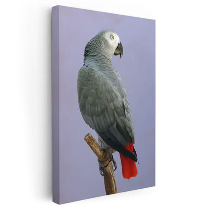 Gri Papağan - Zarif Profil Kanvas Tablo