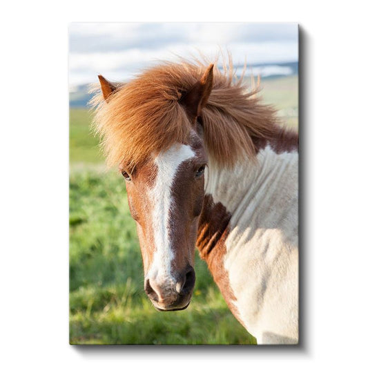 Alaca At - Doğal Güzellik Kanvas Tablo