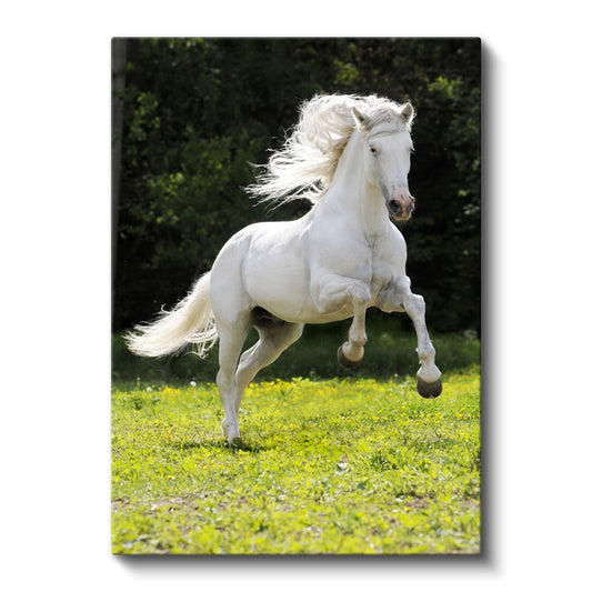 Beyaz At - Özgürlük Koşusu Kanvas Tablo