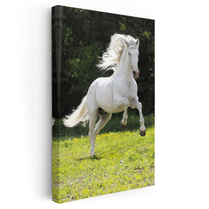 Beyaz At - Özgürlük Koşusu Kanvas Tablo