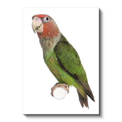 Amazon Papağanı - Doğal Güzellik Kanvas Tablo