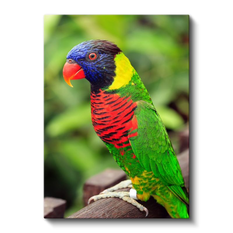 Renkli Papağan - Tropikal İhtişam Kanvas Tablo
