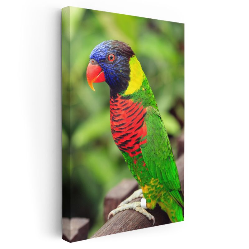 Renkli Papağan - Tropikal İhtişam Kanvas Tablo