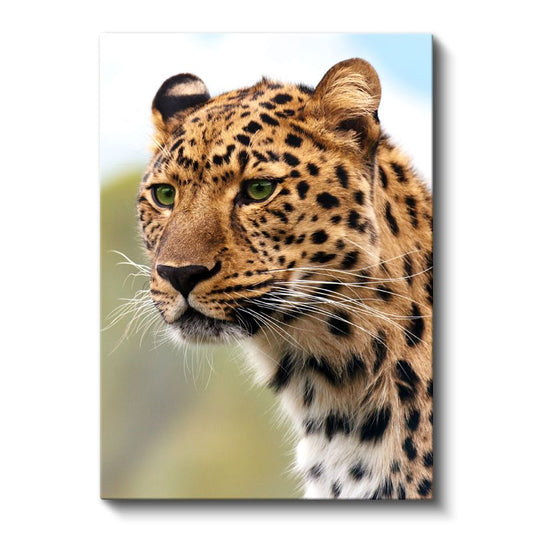 Leopar Portresi - Vahşi Bakış Kanvas Tablo