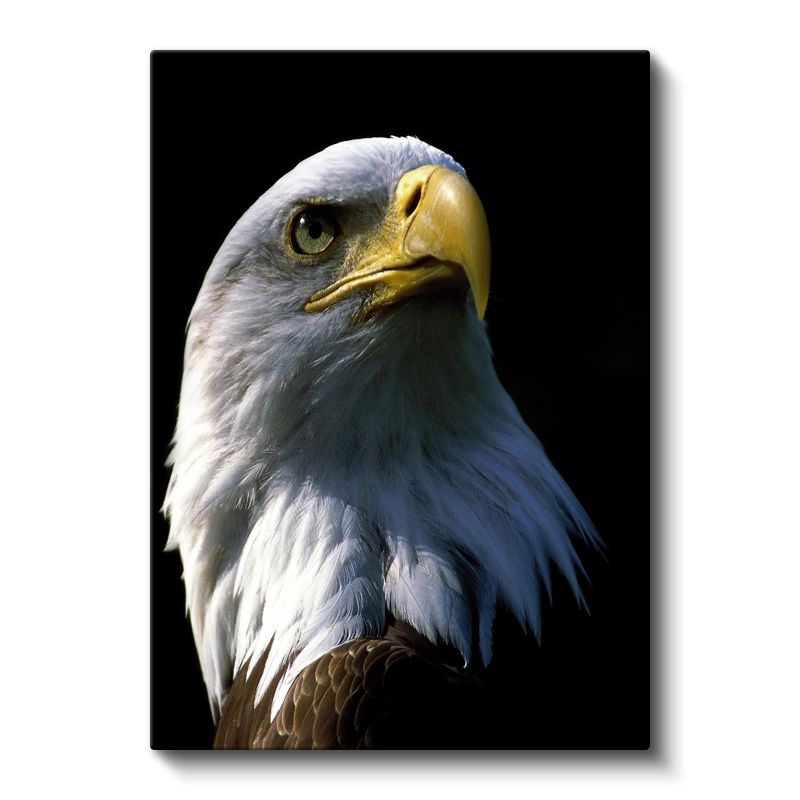 Kel Kartal - Gururlu Bakış Kanvas Tablo