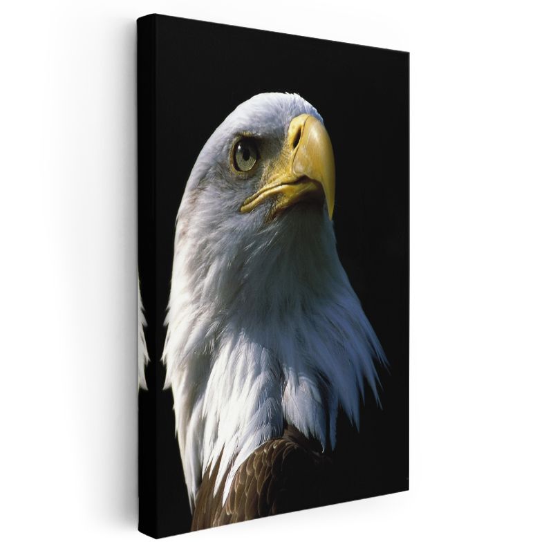 Kel Kartal - Gururlu Bakış Kanvas Tablo