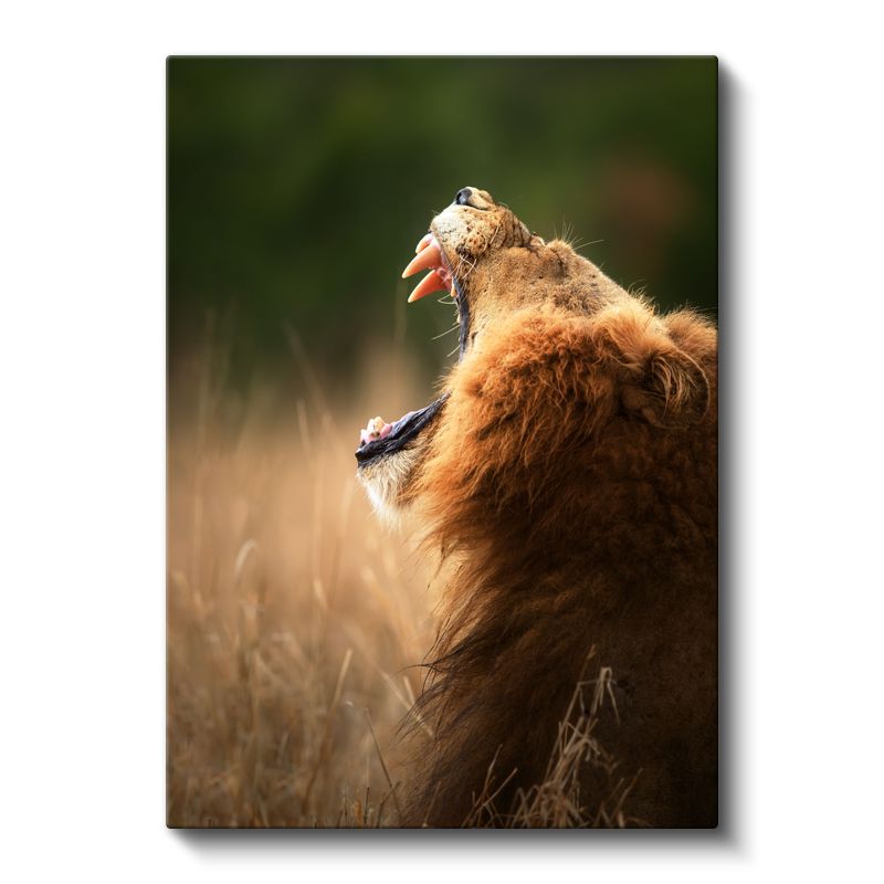 Kükreyen Aslan - Vahşi Haykırış Kanvas Tablo