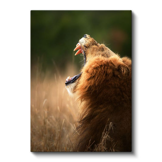 Kükreyen Aslan - Vahşi Haykırış Kanvas Tablo