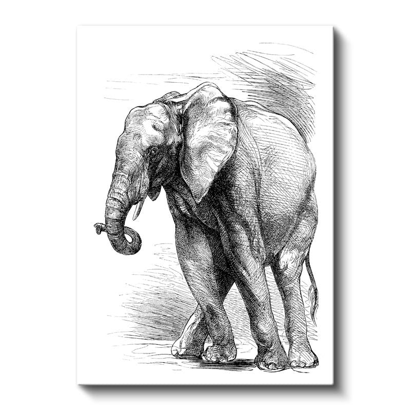 Fil Çizimi - Klasik Eskiz Kanvas Tablo