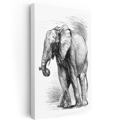 Fil Çizimi - Klasik Eskiz Kanvas Tablo