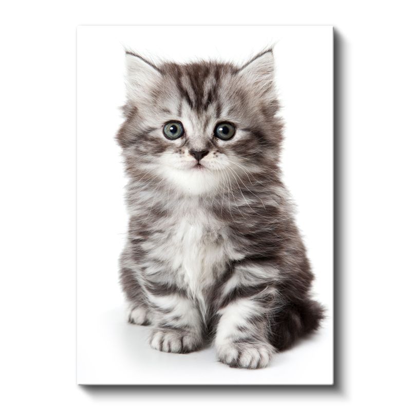 Yavru Kedi - Masum Tatlılık Kanvas Tablo