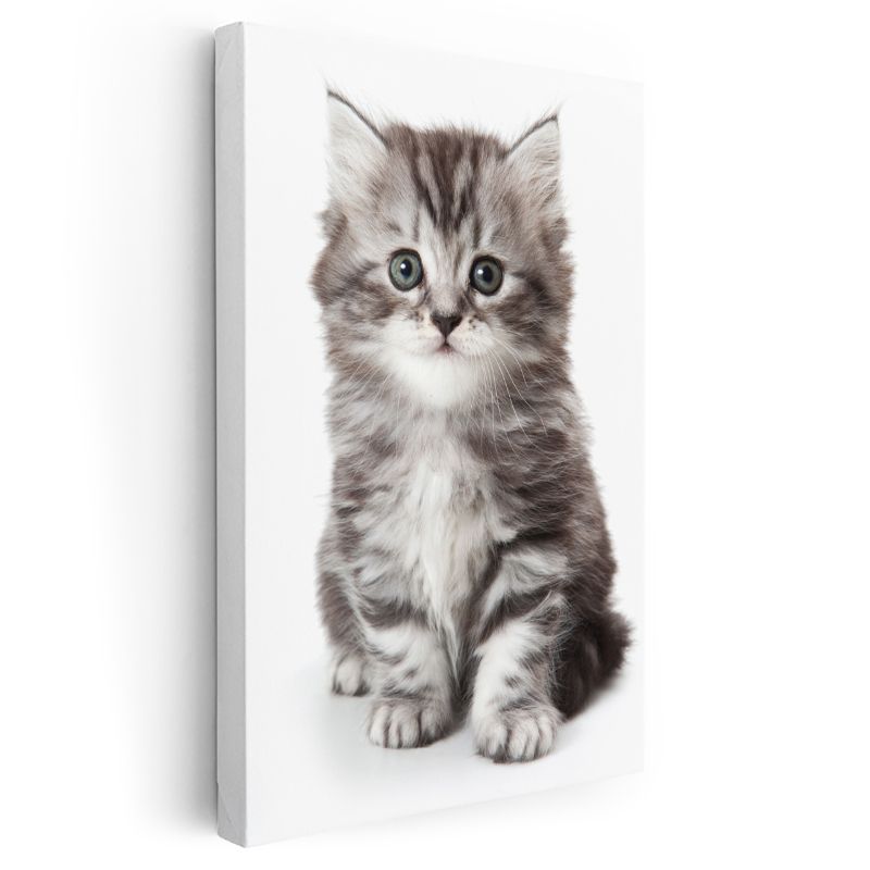 Yavru Kedi - Masum Tatlılık Kanvas Tablo