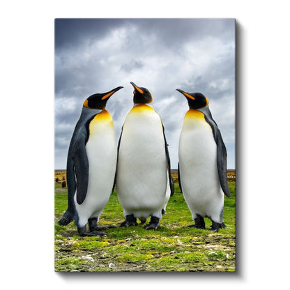 Kral Penguenler - Üçlü Sohbet Kanvas Tablo