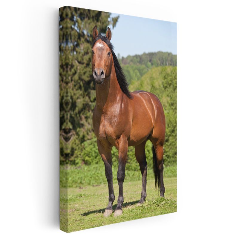 Kahverengi At - Doğal Duruş Kanvas Tablo