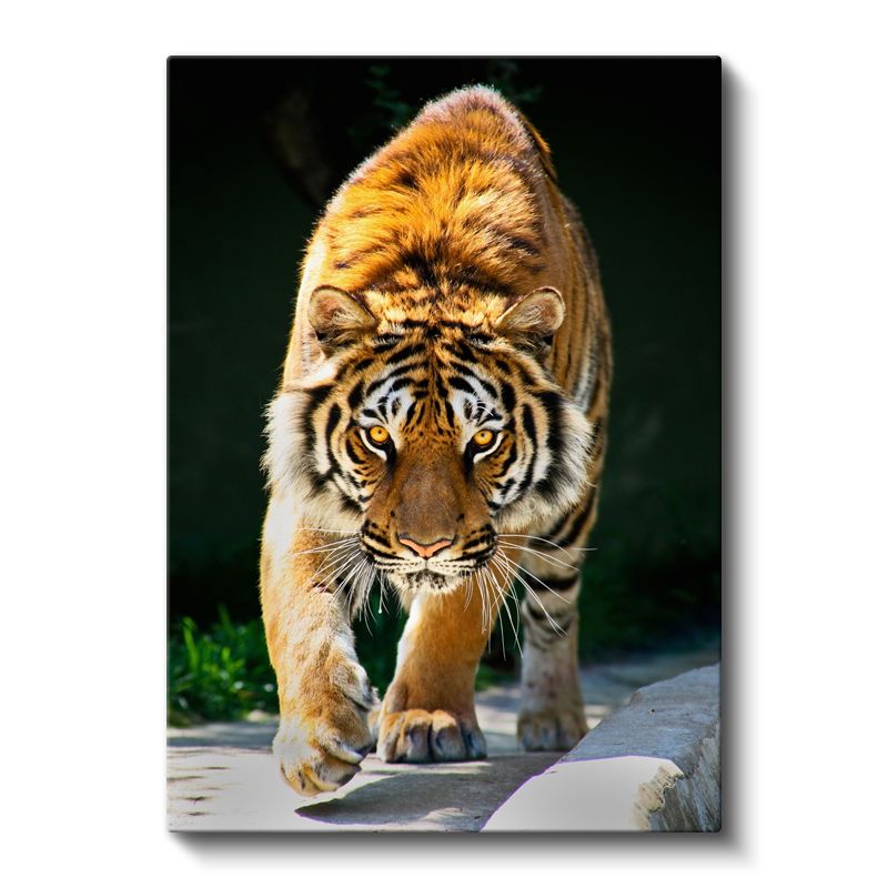 Kaplan Portresi - Keskin Bakışlı Yırtıcı Kanvas Tablo