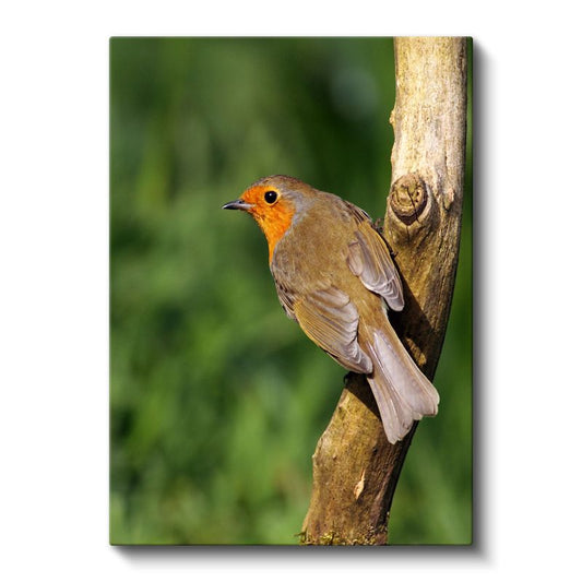 Kızılgerdan Kuşu - Dalda Dinlenen Minik Şarkıcı Kanvas Tablo