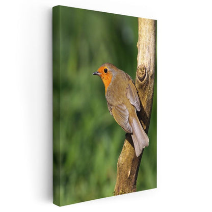 Kızılgerdan Kuşu - Dalda Dinlenen Minik Şarkıcı Kanvas Tablo