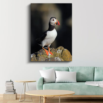 Atlantik Papağanı - Zarif Duruşlu Deniz Kuşu Kanvas Tablo