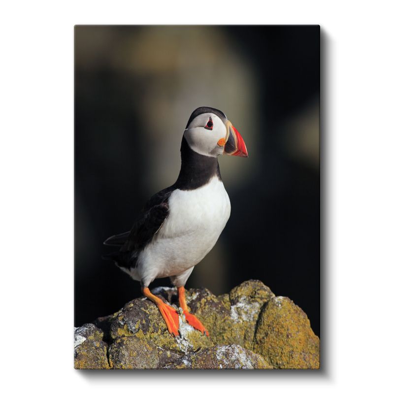 Atlantik Papağanı - Zarif Duruşlu Deniz Kuşu Kanvas Tablo