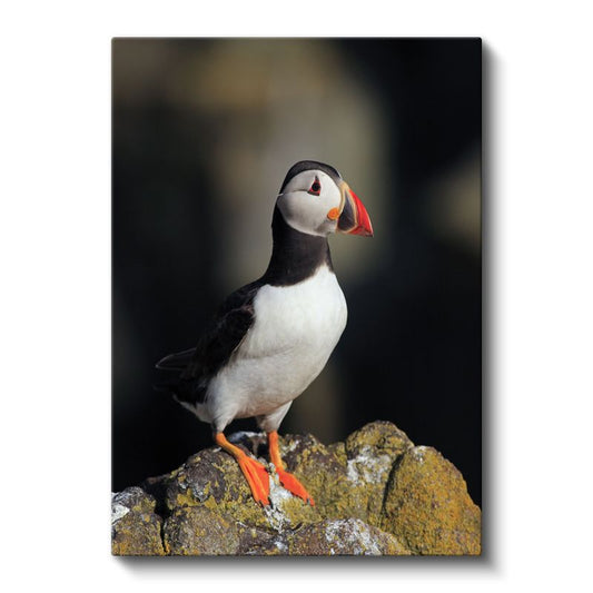 Atlantik Papağanı - Zarif Duruşlu Deniz Kuşu Kanvas Tablo