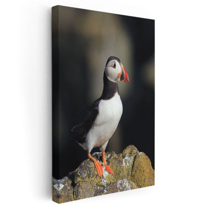 Atlantik Papağanı - Zarif Duruşlu Deniz Kuşu Kanvas Tablo