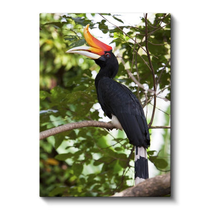 Boynuzlu Kuş - Görkemli Gagalı Egzotik Kuş Kanvas Tablo