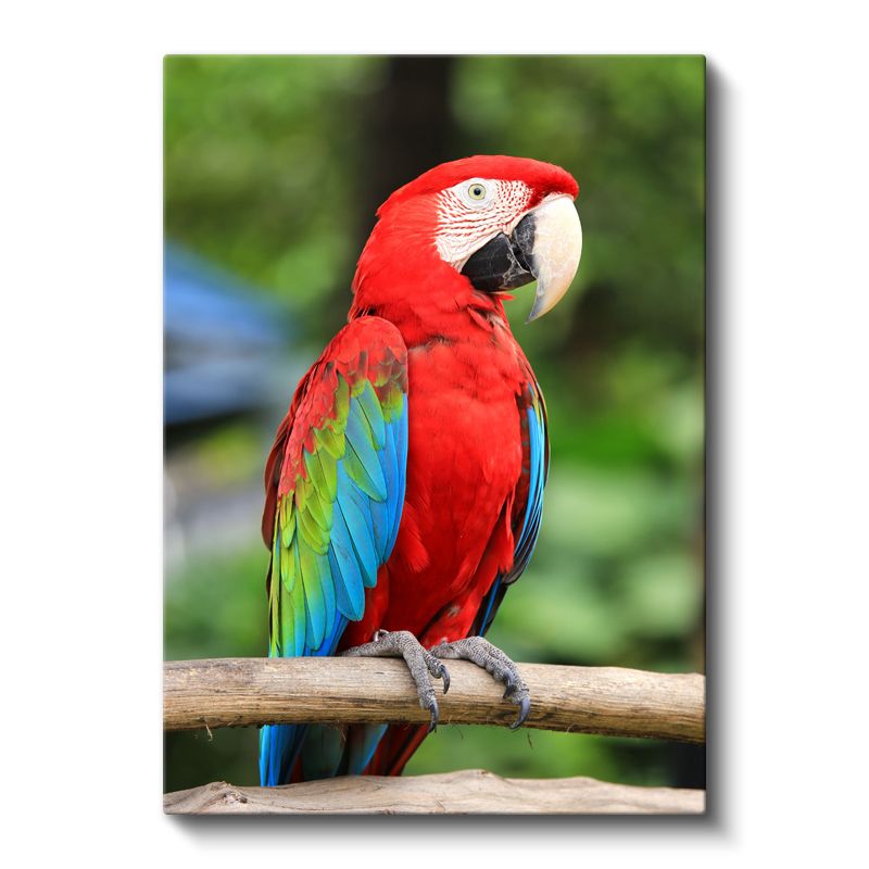 Kırmızı Ara Papağanı - Renkli Tüylü Tropikal Güzellik Kanvas Tablo