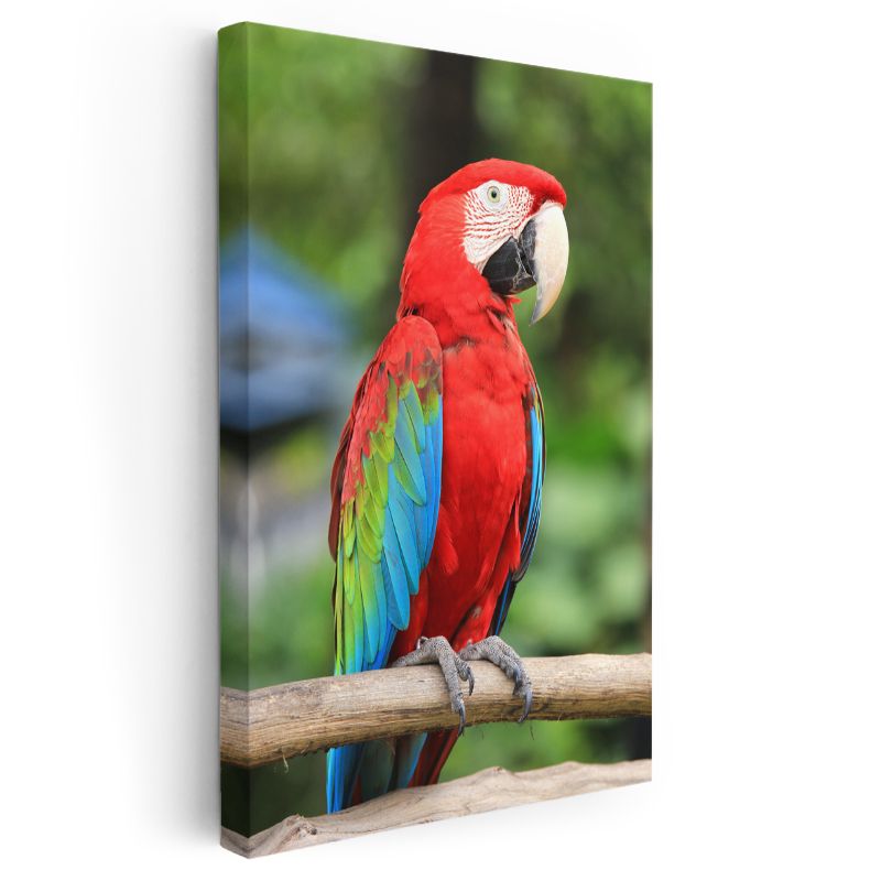 Kırmızı Ara Papağanı - Renkli Tüylü Tropikal Güzellik Kanvas Tablo