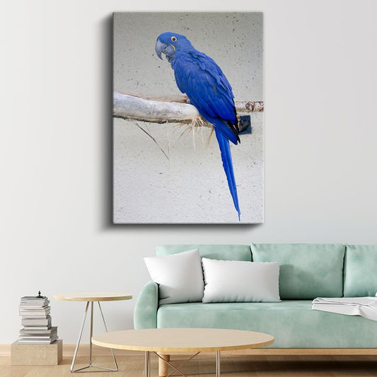 Mavi Ara Papağanı - Göz Alıcı Mavi Tüylü Egzotik Kuş Kanvas Tablo