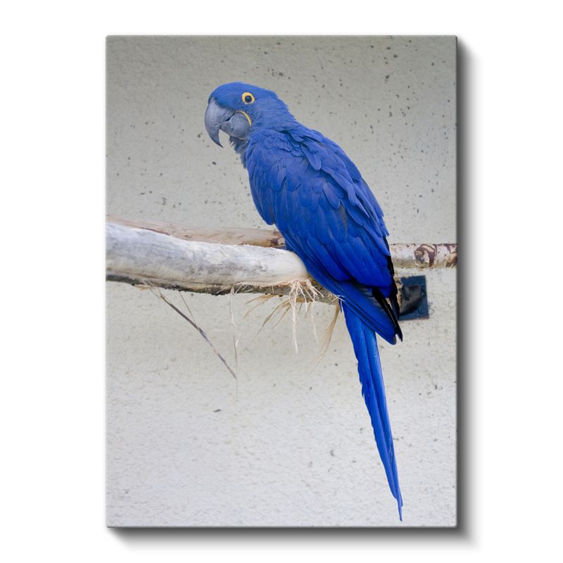 Mavi Ara Papağanı - Göz Alıcı Mavi Tüylü Egzotik Kuş Kanvas Tablo