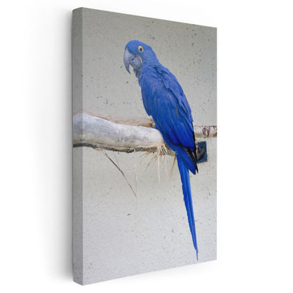Mavi Ara Papağanı - Göz Alıcı Mavi Tüylü Egzotik Kuş Kanvas Tablo