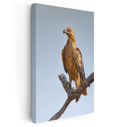 Kartal Portresi - Asil Duruşlu Avcı Kuş Kanvas Tablo
