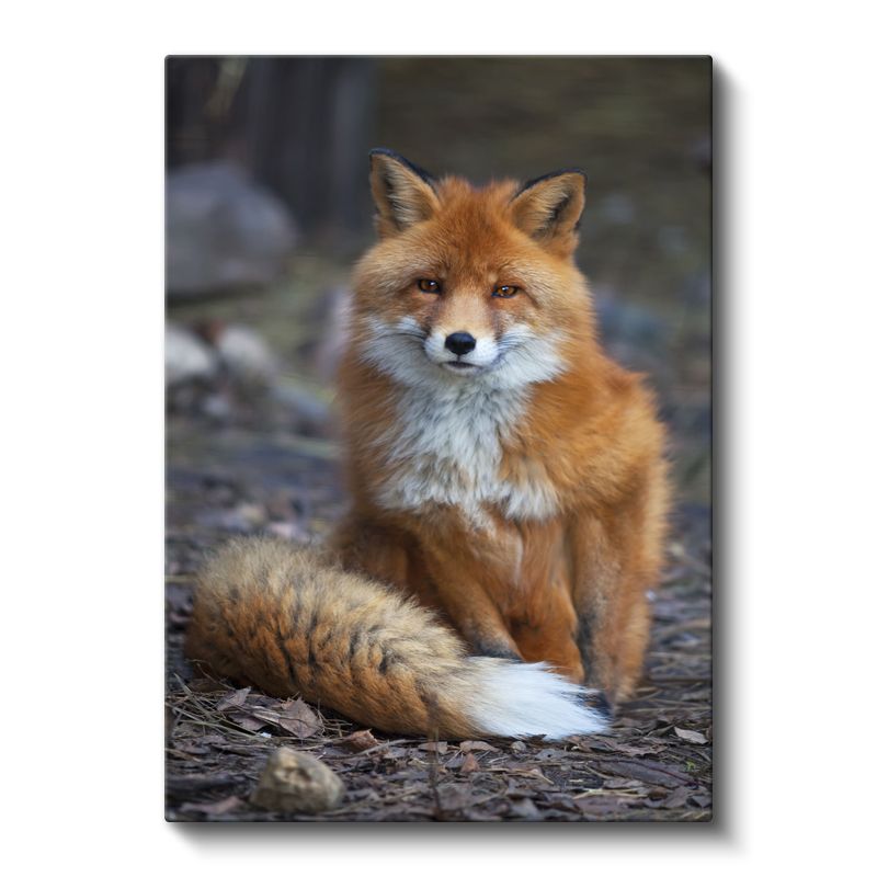 Kızıl Tilki - Orman Bekçisi Portresi Kanvas Tablo