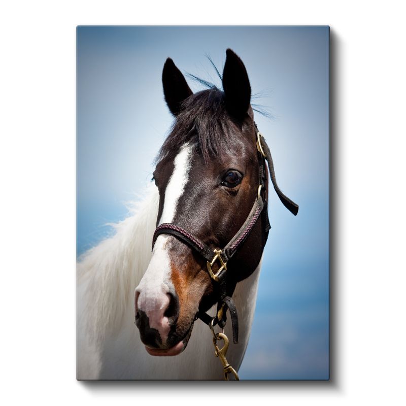 At Portresi - Soylu Bakışlı Safkan Kanvas Tablo