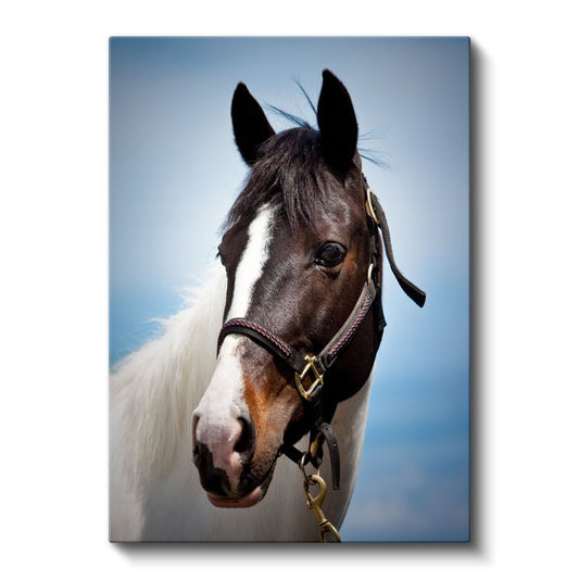 At Portresi - Soylu Bakışlı Safkan Kanvas Tablo