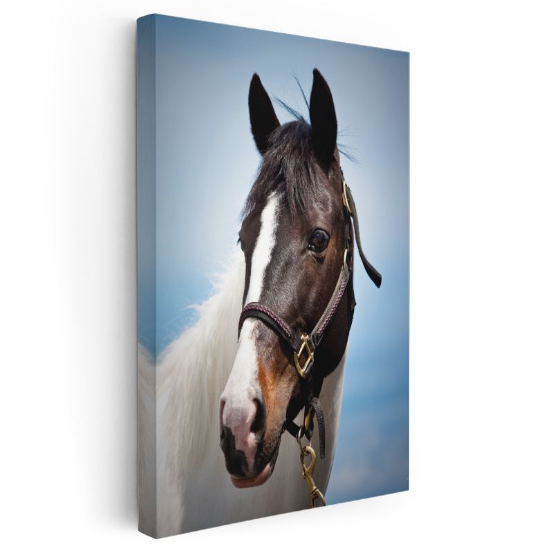 At Portresi - Soylu Bakışlı Safkan Kanvas Tablo