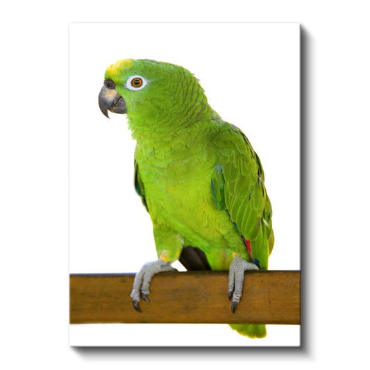 Yeşil Papağan - Zümrüt Tüylü Egzotik Kuş Kanvas Tablo