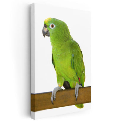 Yeşil Papağan - Zümrüt Tüylü Egzotik Kuş Kanvas Tablo