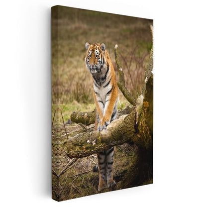 Genç Kaplan - Vahşi Doğanın Gururlu Bekçisi Kanvas Tablo