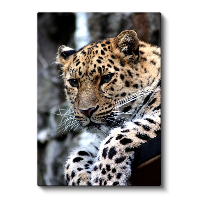 Leopar Portresi - Benekli Desenli Yırtıcı Kanvas Tablo