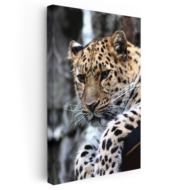 Leopar Portresi - Benekli Desenli Yırtıcı Kanvas Tablo