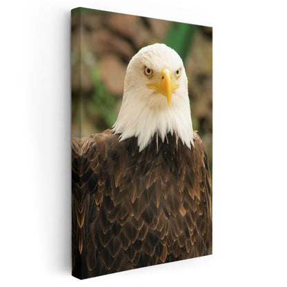 Kel Kartal - Vakur Duruşlu Özgürlük Simgesi Kanvas Tablo